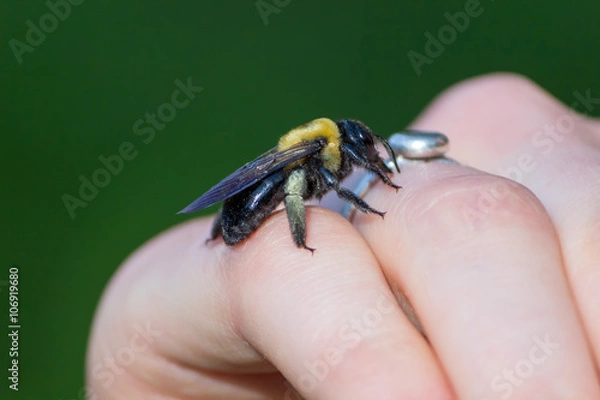 Obraz Carpenter bumble Bee sitting on a hand