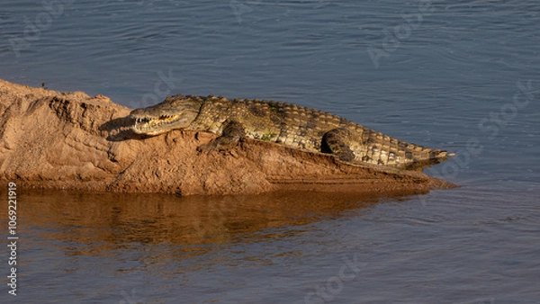 Obraz One nile crocodile basking in the sun on a river bank with open mouth