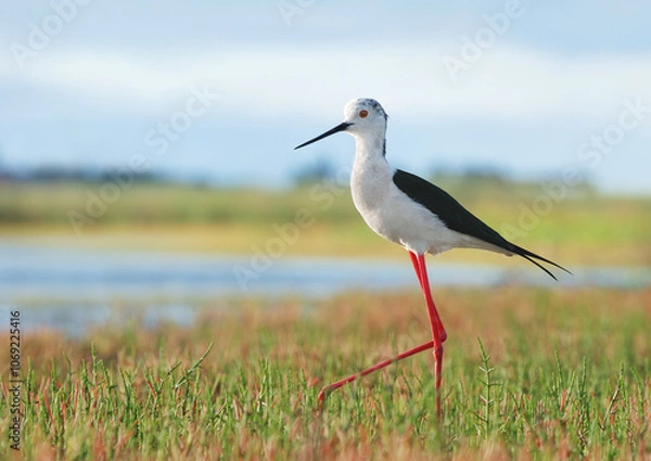 Obraz Black-winged Stilt, ходулочник