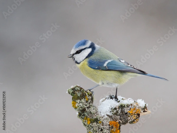 Obraz Blue Tit
