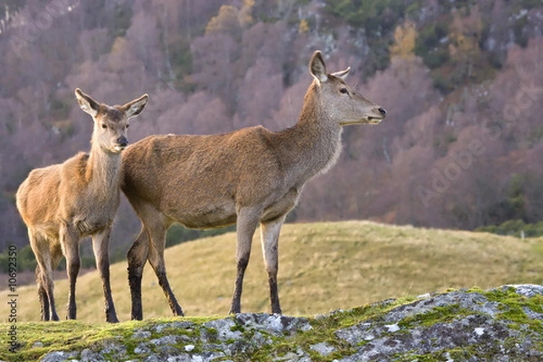 Obraz Red Deer Pair