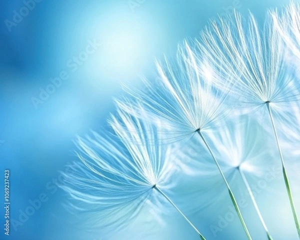 Fototapeta A serene close-up of dandelion seeds against a soft blue background, evoking a sense of tranquility and natural beauty.
