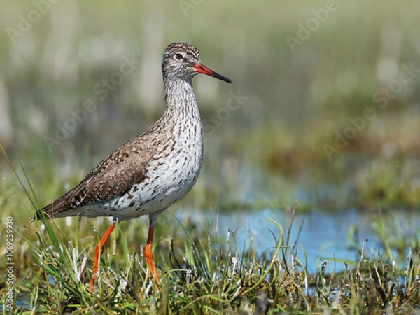 Obraz Common Redshank