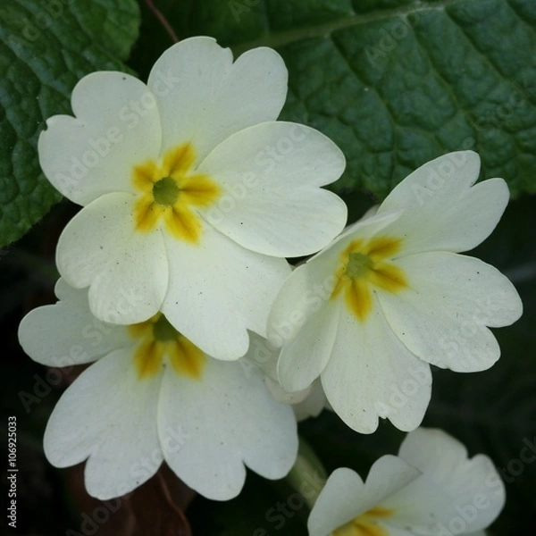 Fototapeta Primrose - Primula vulgaris