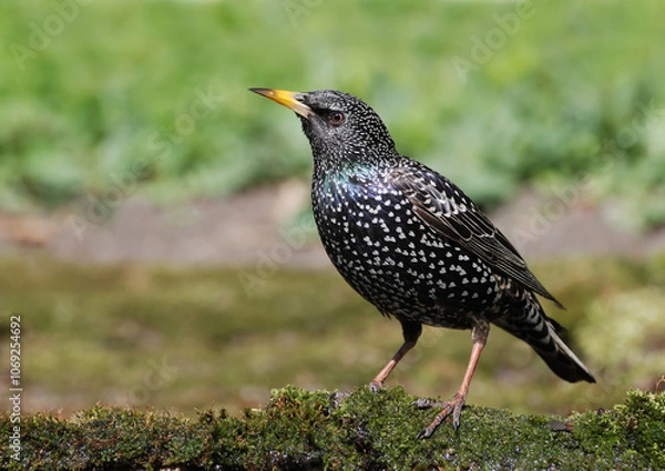 Obraz Common Starling