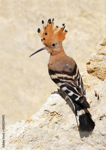 Obraz Eurasian Hoopoe