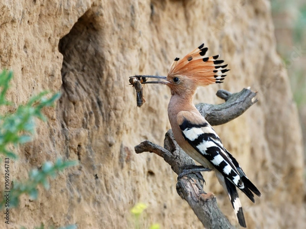 Obraz Eurasian Hoopoe2