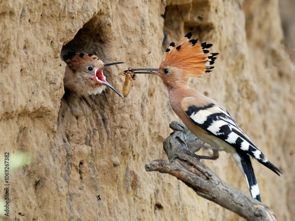 Obraz Eurasian Hoopoe3