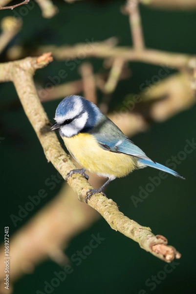 Fototapeta Blue tit on a branch