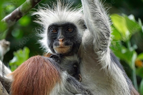 Fototapeta zanzibar colobus monkey (Piliocolobus kirkii)