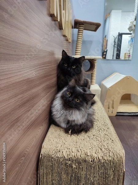 Obraz cat on the couch