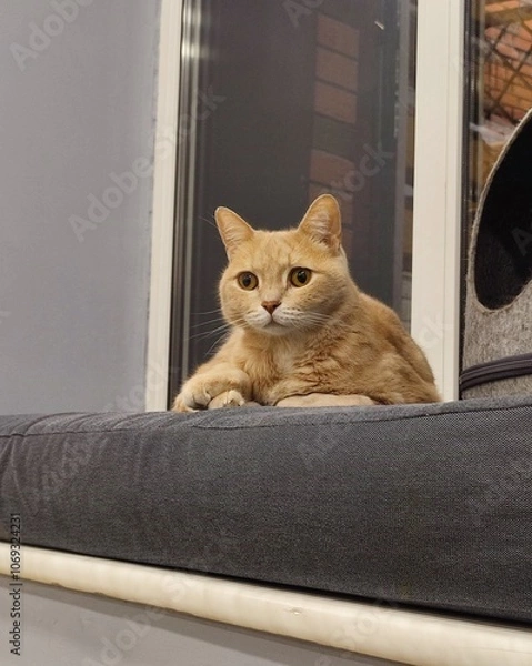 Obraz ginger cat on the window sill