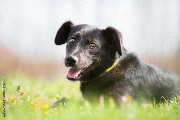 Fototapeta Happy adopted mixed breed dog in garden