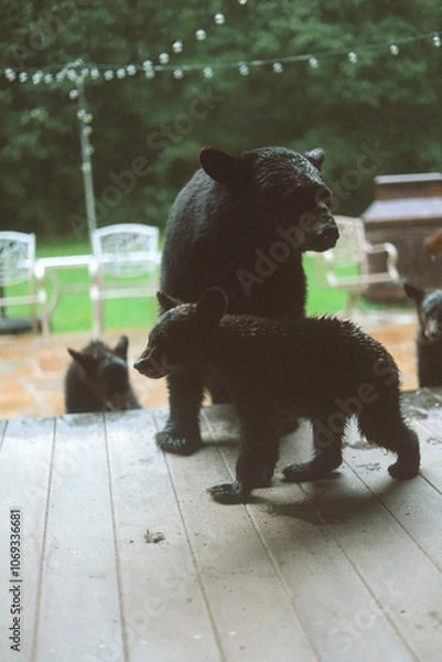 Fototapeta momma Bear 