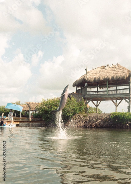 Fototapeta dolphin resort 