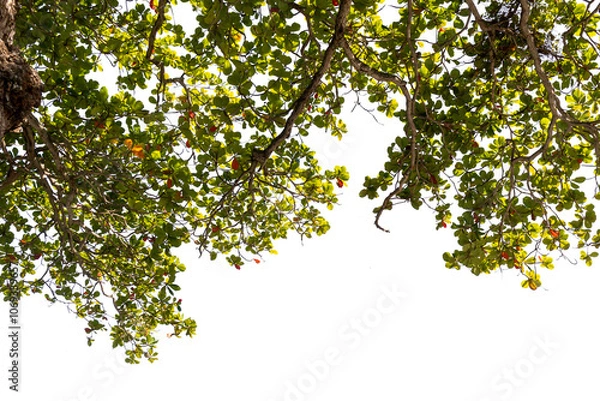 Fototapeta Tree branches with green leaves coming from the top, isolated on transparent background