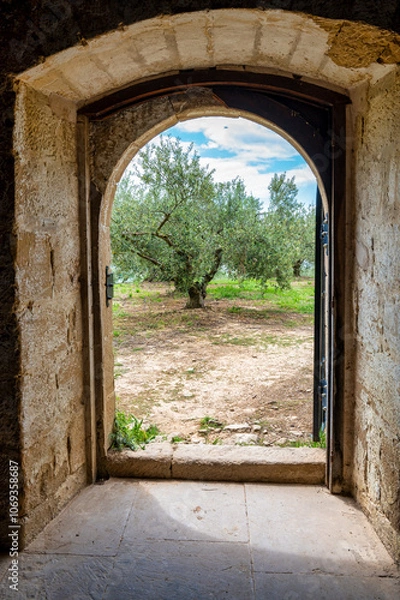 Fototapeta Olive tree through a door