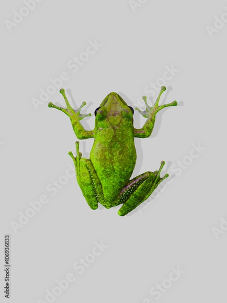Fototapeta frog isolate and white backgrounds 