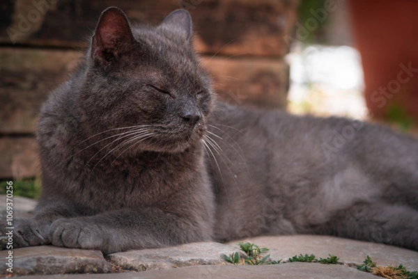 Fototapeta A closeup shot of a gray dark cat sleeping  and resting on the old narrow streets of Erice town in Sicily, Italy. Travel and sightseeing journey concept