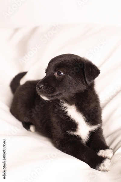 Obraz A small puppy lies on a white sofa