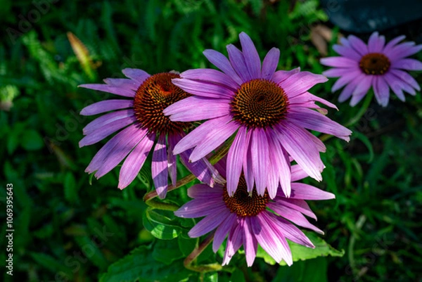 Fototapeta purple corn flower