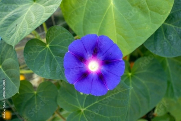 Fototapeta flower in the garden