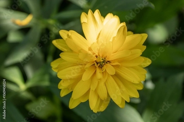 Fototapeta yellow flower in bloom close-up in a garden