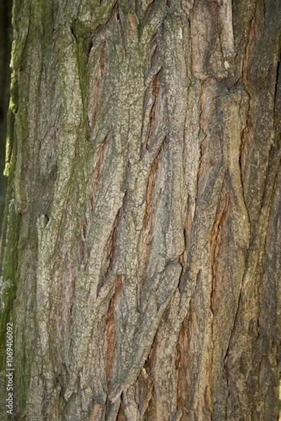Fototapeta bark of a tree
