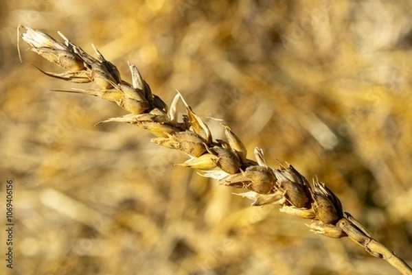 Fototapeta wheat spikelet on a blurred background of straw