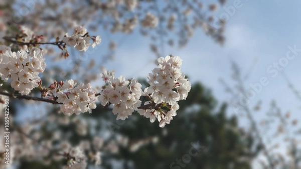 Fototapeta 하늘색 하늘 아래 하얀색 벚꽃