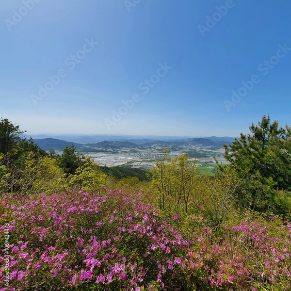 Fototapeta 지리산에서 바라본 철쭉과 소도심의 풍경