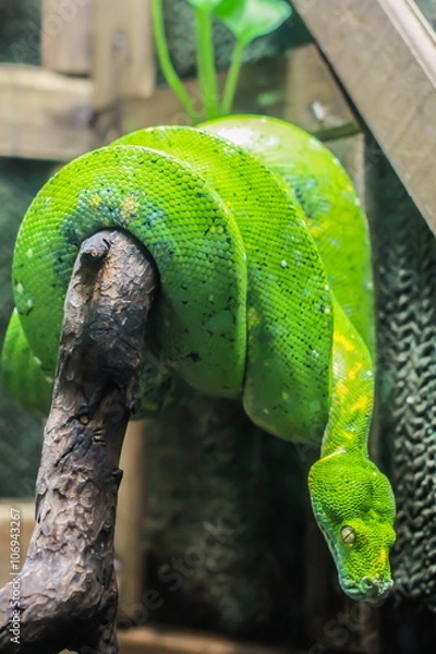 Fototapeta Green Python, snake