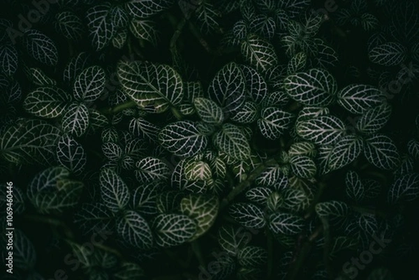 Fototapeta abstract floral background