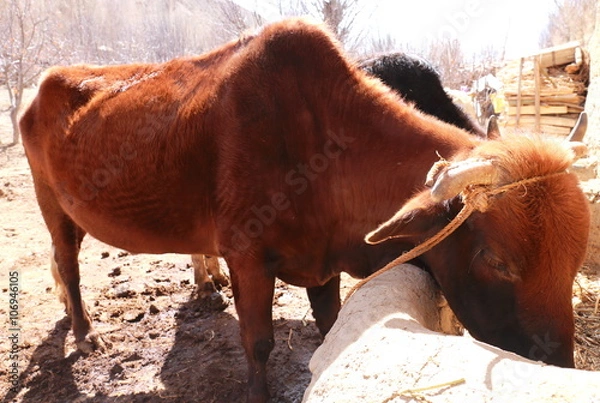 Obraz Brown cows eating straws