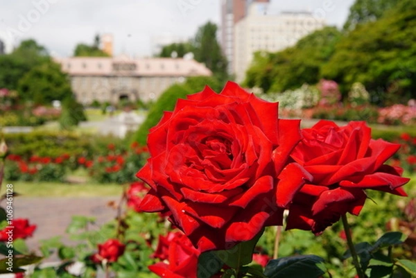 Fototapeta 赤いバラ