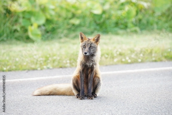 Obraz 宗谷のキタキツネ