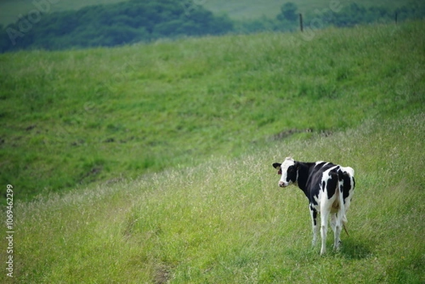 Obraz 振り返る牛
