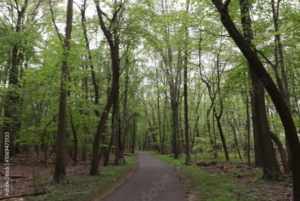 Fototapeta path in the woods