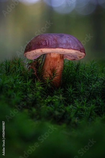 Obraz Gyroporus castaneus. chestnut bolete, moos