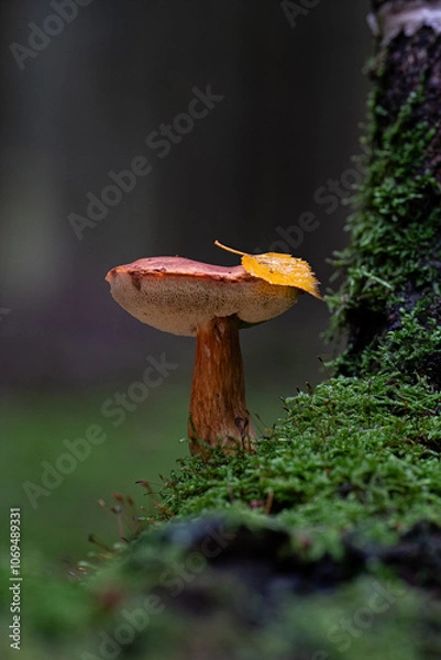 Obraz Gyroporus castaneus. chestnut bolete. moos