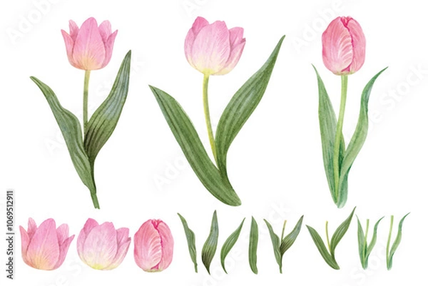 Fototapeta Tulips element set. hand draw watercolor painted isolated on white background. for design such as card, wallpaper, textile and on so.