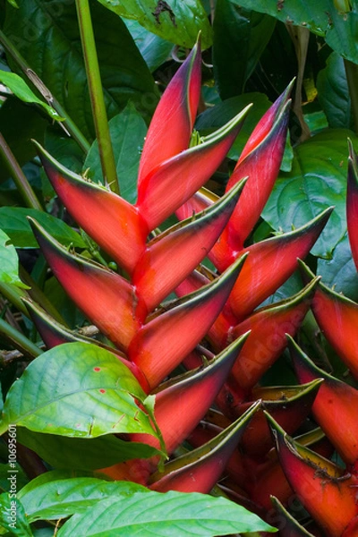 Obraz heliconia flowers