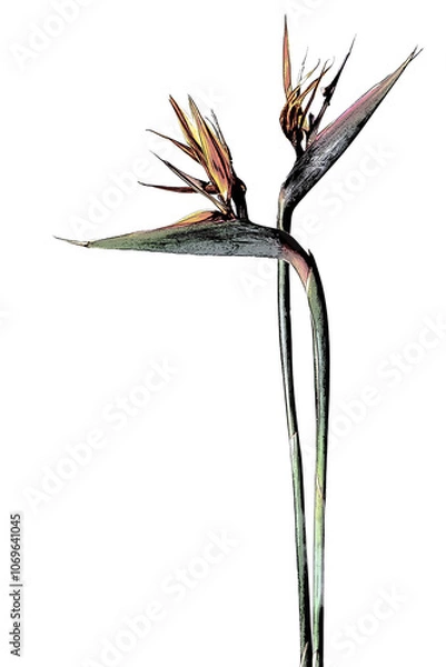 Obraz 極楽鳥花（ストレリチア）