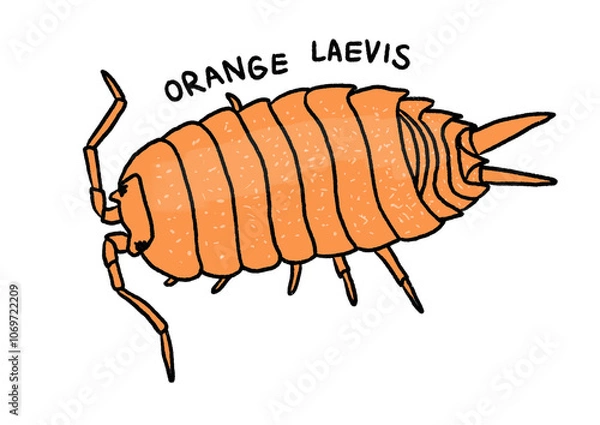 Fototapeta Isopod illustration, Porcellio laevis, orange laevis isopod