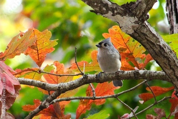 Fototapeta robin on a branch