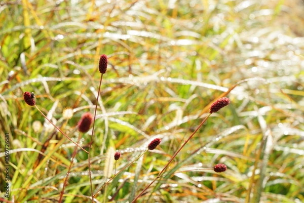 Obraz 田舎の小道の路傍でひっそりと咲いている吾亦紅
