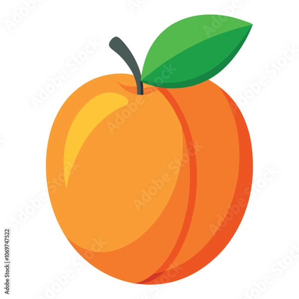 Fototapeta Apricot fruit vector art illustration