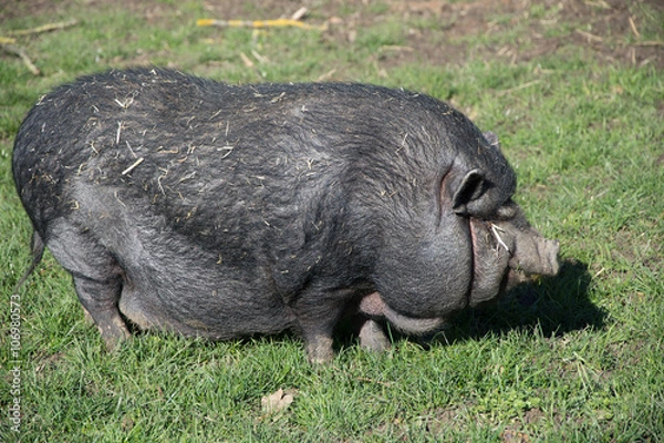 Obraz One fat dark black pig