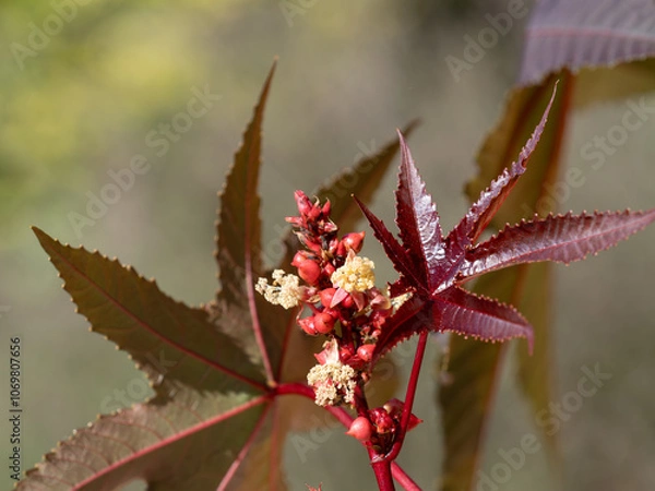 Obraz 唐胡麻の雄花と雌花