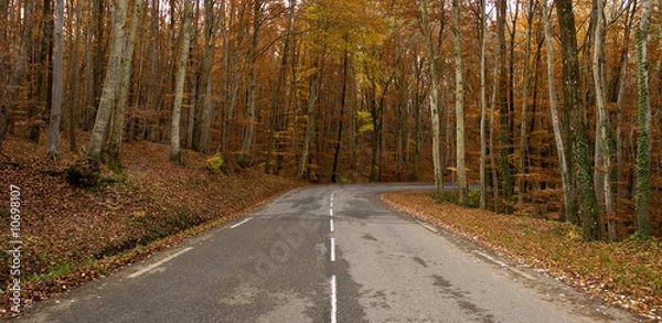Obraz route en forêt